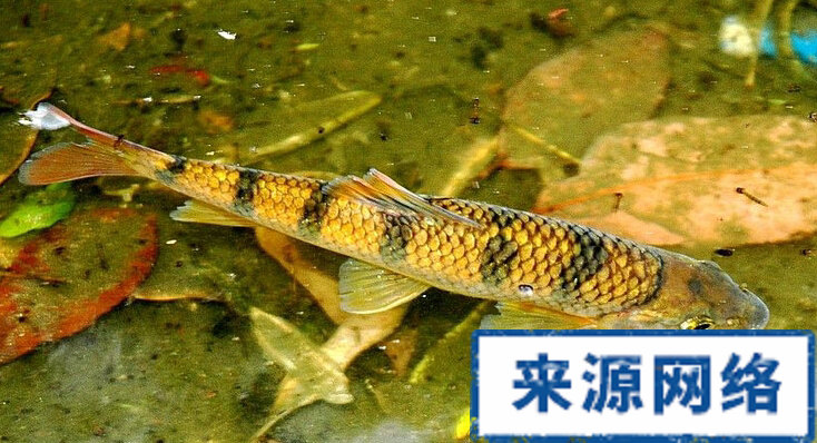 麻鱼胆的功效与作用