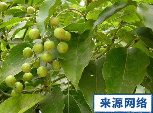 樟树叶的功效与作用 樟树叶 樟树叶的功效 樟树叶的作用