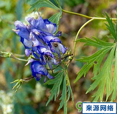 展花乌头的功效与作用 展花乌头 展花乌头的功效 展花乌头的作用