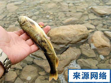 鱣鱼肝的功效与作用 鱣鱼肝 鱣鱼肝的功效 鱣鱼肝的作用