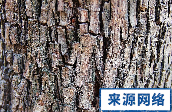 枣树皮 枣树皮的功效 枣树皮的作用